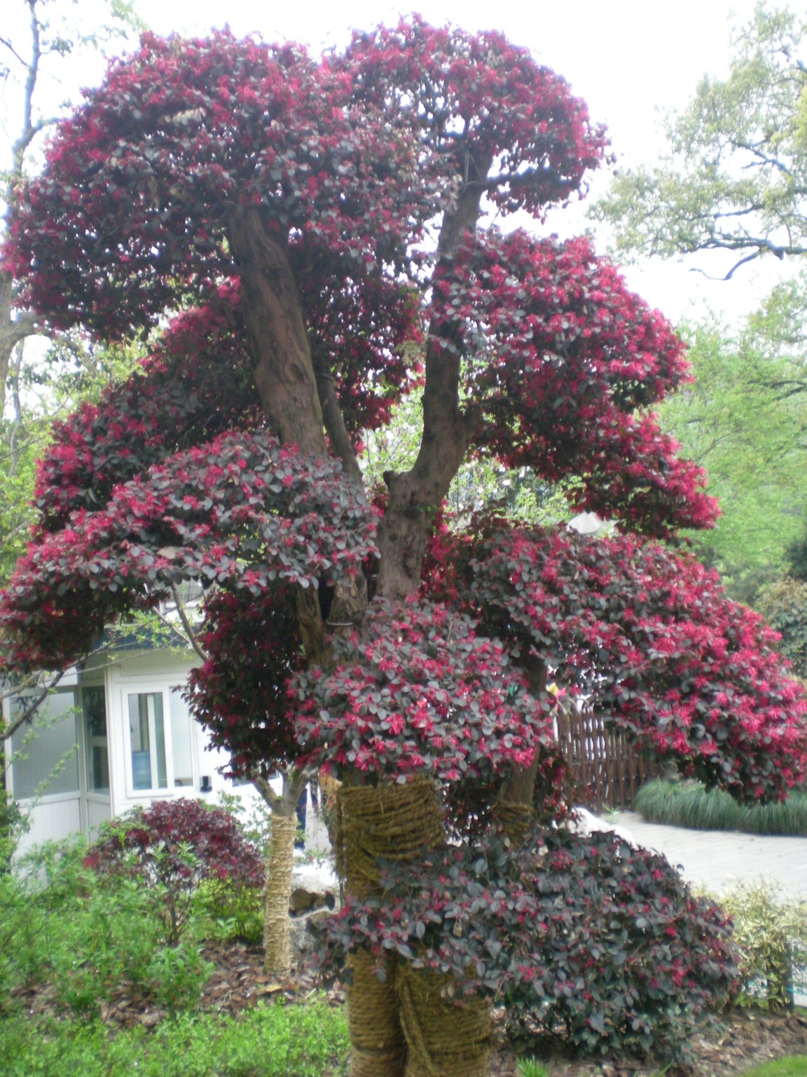 Loropetalum Chinensis – Para Mi Jardín