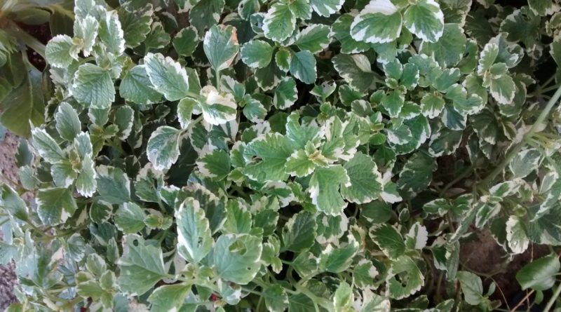 Planta de Incienso-Plectatum-Plectrathus forsteri-Plectrathus coleoides