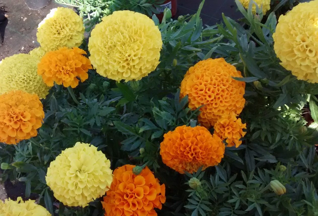 Clavel MoroTagetes Para Mi Jardín