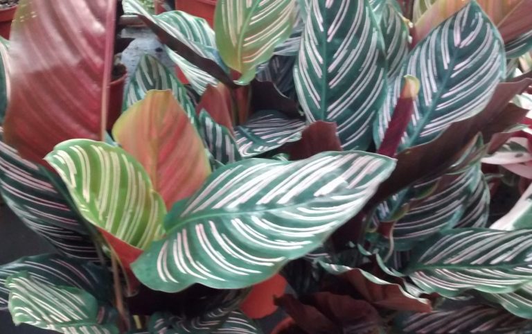 Calatea-Calathea Ornata – Para Mi Jardín