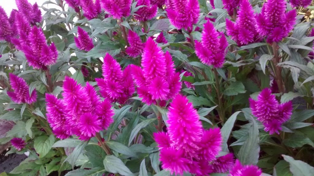 Celosia Caracas Para Mi Jardín