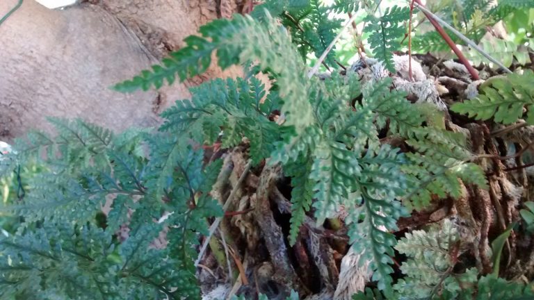 Helecho pata de conejo-Davallia Fejeensis – Para Mi Jardín