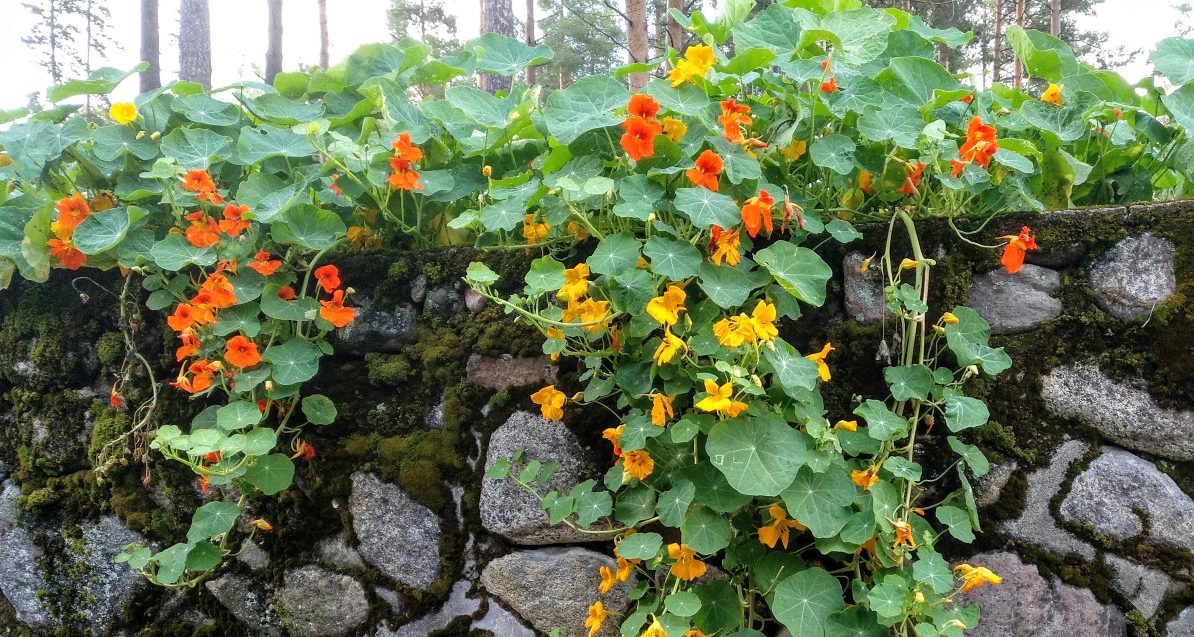Capuchina-Tropaeolum Majus – Para Mi Jardín