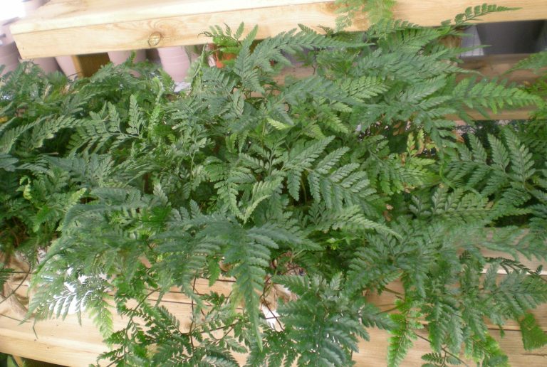 Helecho pata de conejoDavallia Fejeensis Para Mi Jardín