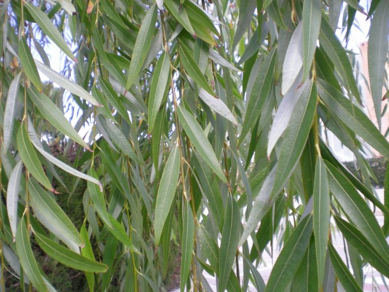 Sauce LLoronSauce PéndulaSalix Babilonica Para Mi Jardín