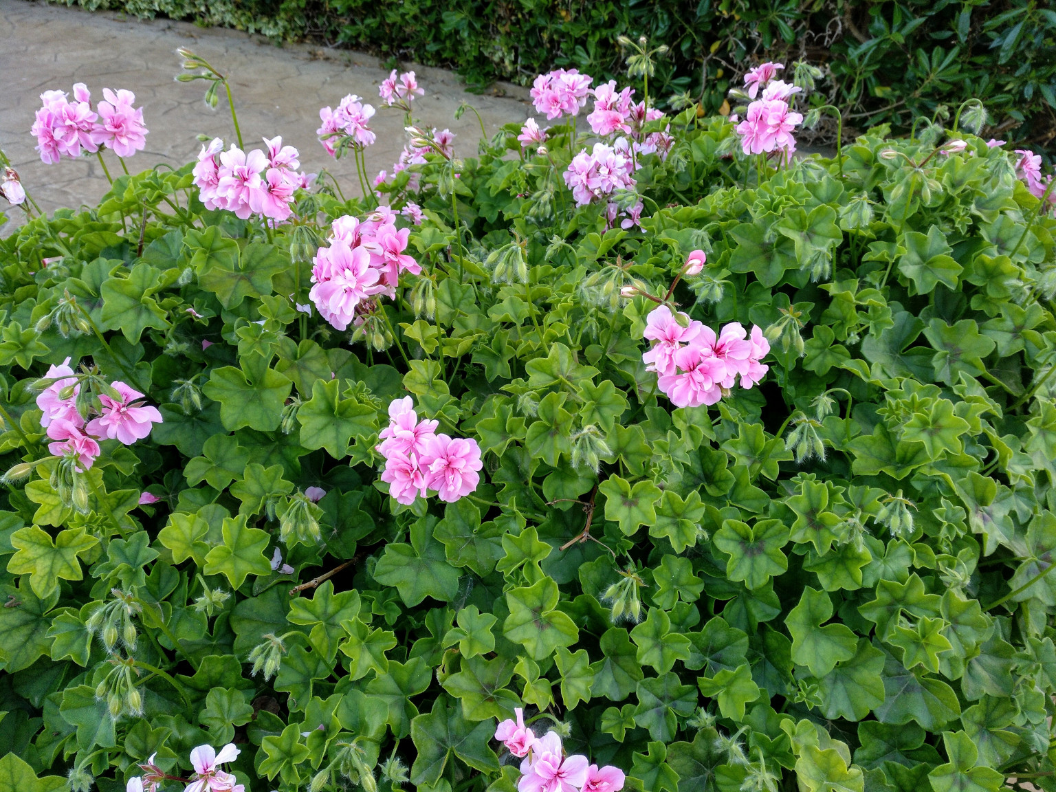 Geranio de HiedraGitanillaPelargonium Peltatum Para Mi Jardín