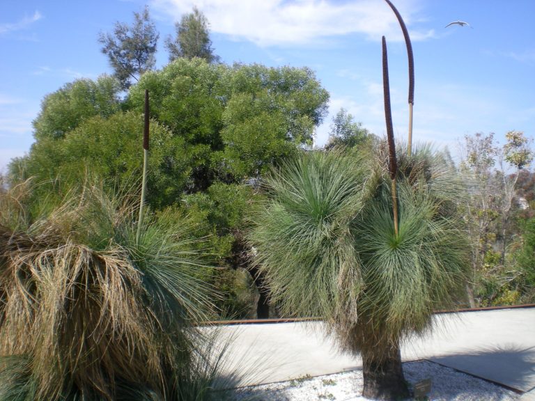 Arbol Cesped-Xantorrea-Xanthorrhoea Glauca – Para Mi Jardín