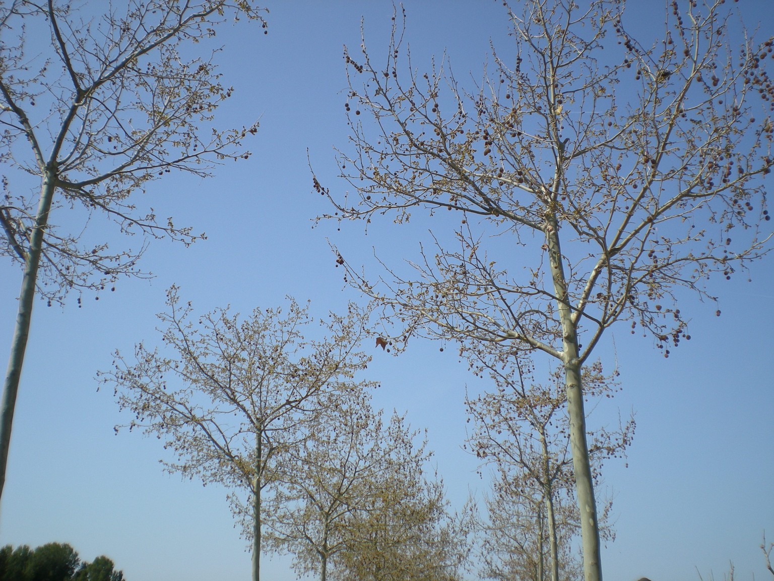 Platano-Platanus x Hispánica – Para Mi Jardín