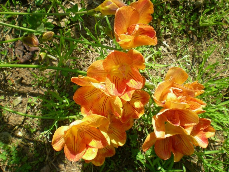 Plantas de Marzo Para Mi Jardín