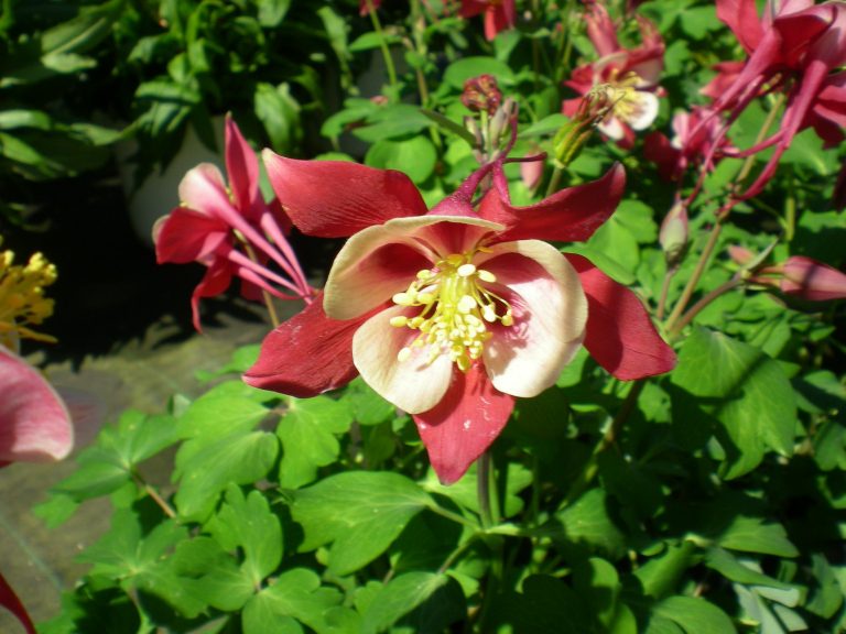 6: 12 Tipi Di Fiori Winky Double Columbine, 50 Semi, Aquilegia Herb - Foto 6