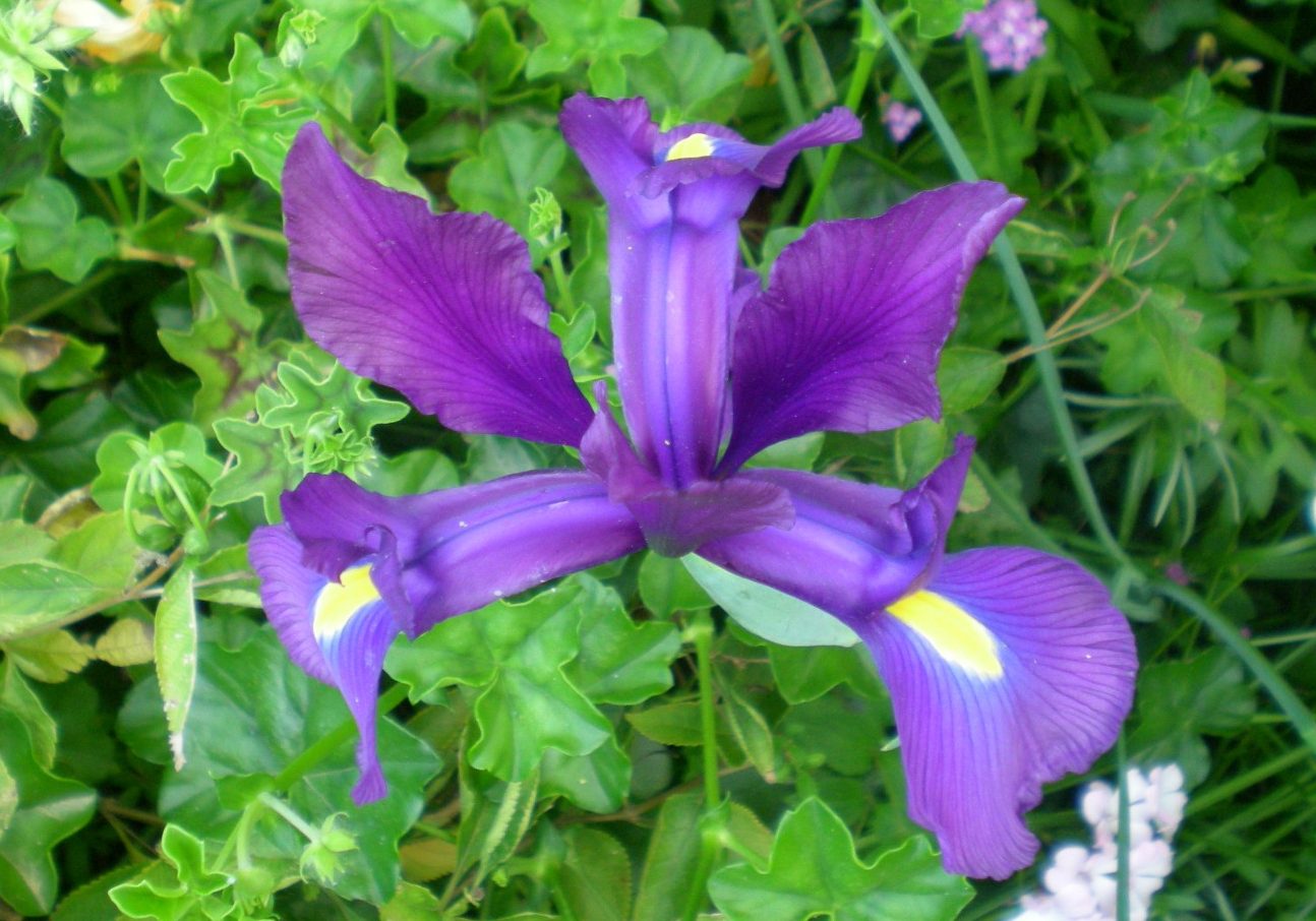 Iris de holandaIris Hollandica Para Mi Jardín
