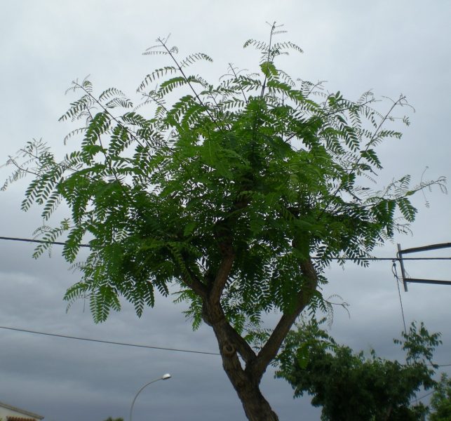 Tipa-Tipuana – Para Mi Jardín