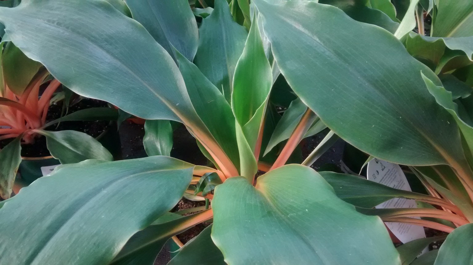 Cinta Naranja-Chlorophytum Orchidastrum Green Orange-Chlorophytum