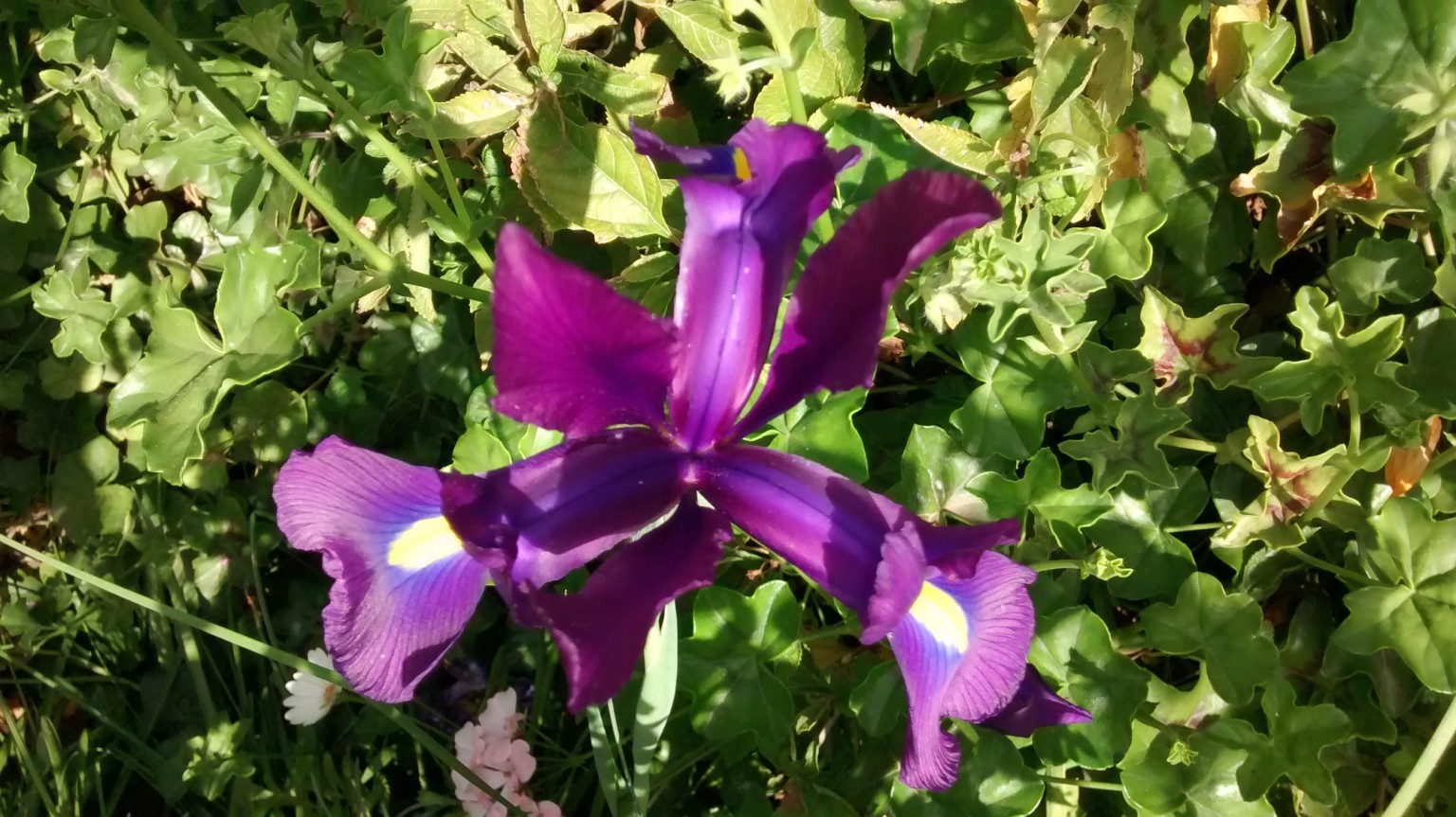 Iris de holandaIris Hollandica Para Mi Jardín