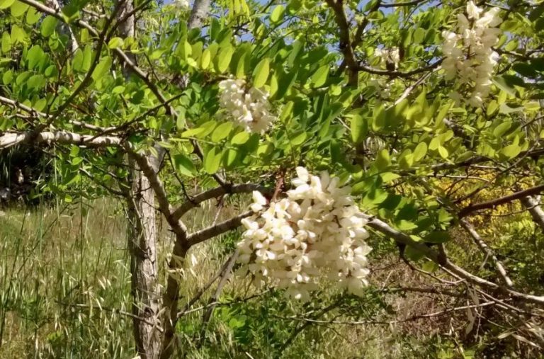 Falsa Acacia-Robinia Pseudoacacia Blanca – Para Mi Jardín