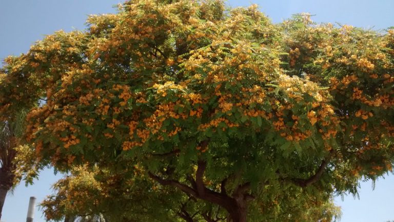 Tipa-Tipuana – Para Mi Jardín