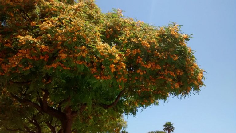 Tipa-Tipuana – Para Mi Jardín