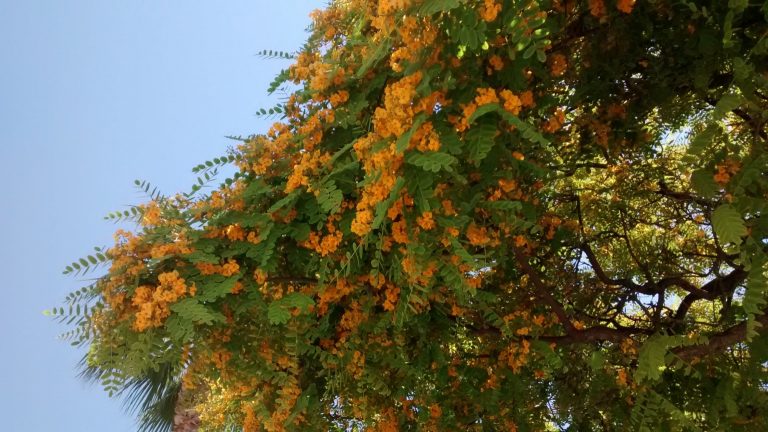 Tipa-Tipuana – Para Mi Jardín