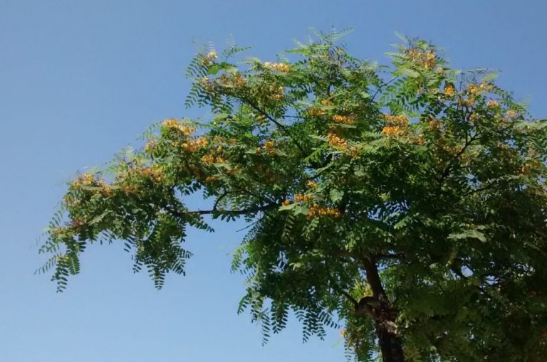 Tipa-Tipuana – Para Mi Jardín