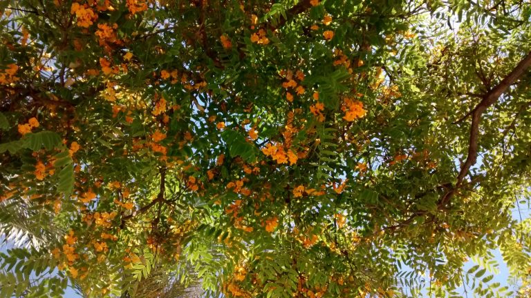 Tipa-Tipuana – Para Mi Jardín