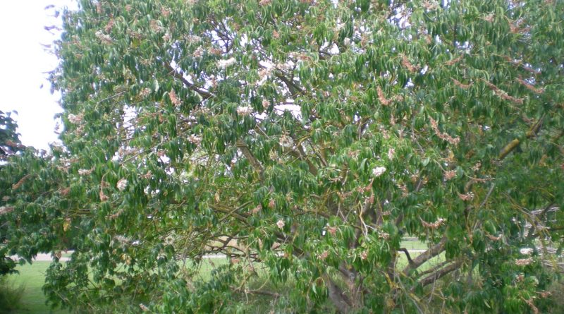Castaño de Indias de California-Aesculus Californica – Para Mi Jardín