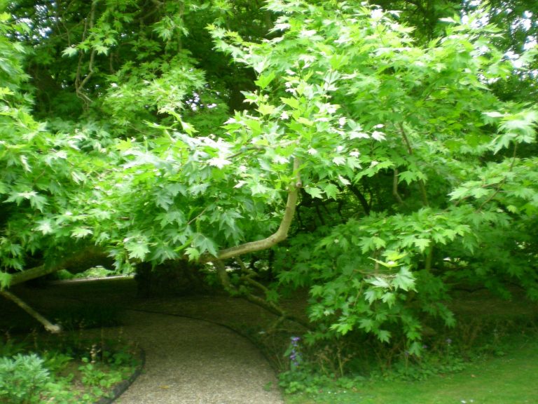 Platano OrientalPlatanus Orientalis Para Mi Jardín