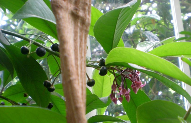 Ardisia Solanacea – Para Mi Jardín