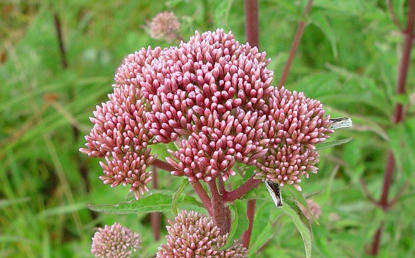 Cañamo Silvestre-Heno Agrimony-Eupatorium Cannabinum – Para Mi Jardín