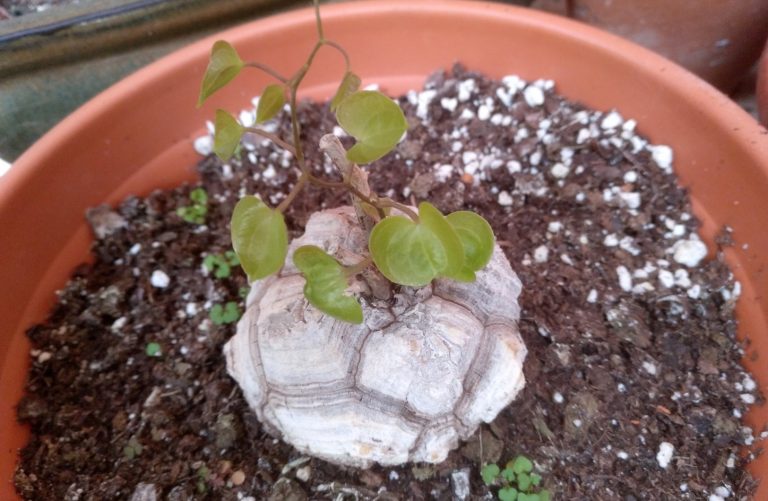 Pata de Elefante-Dioscorea Elephantipes-Testudinaria Elephantipes