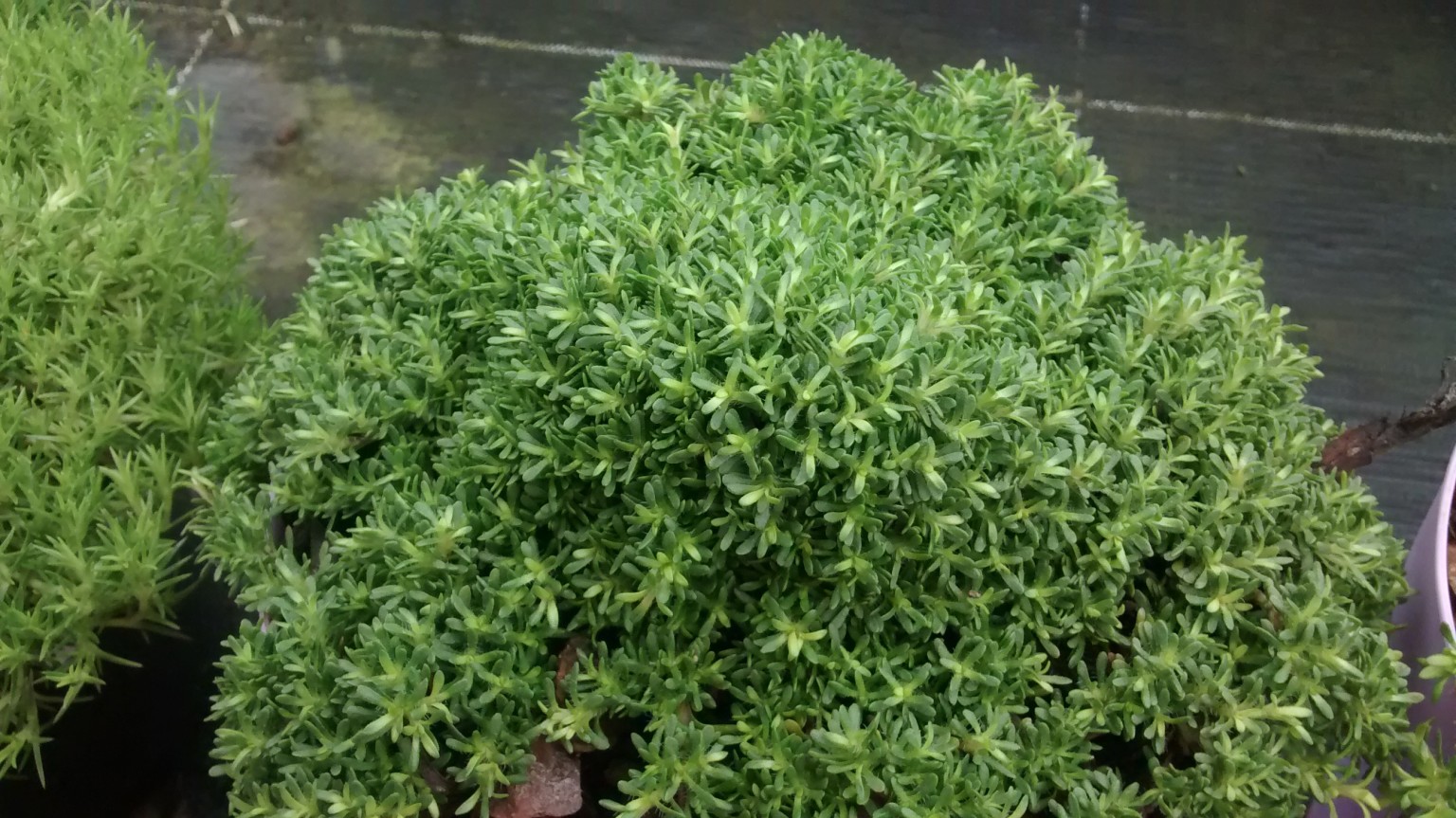 Tomillo rastrero-Thymus Praecox Coccineus – Para Mi Jardín