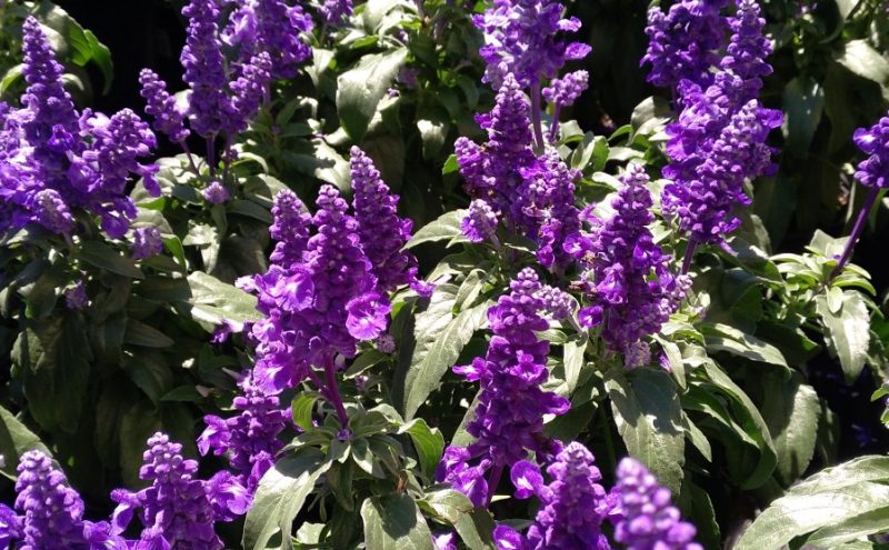 Salvia Azul-Salvia Farinacea – Para Mi Jardín