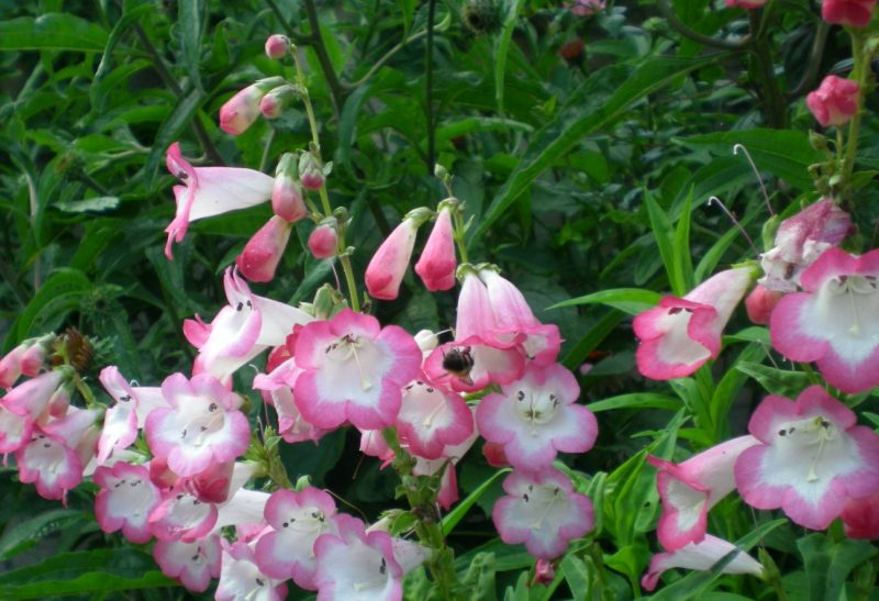Campanas de Boda-Penstemon – Para Mi Jardín