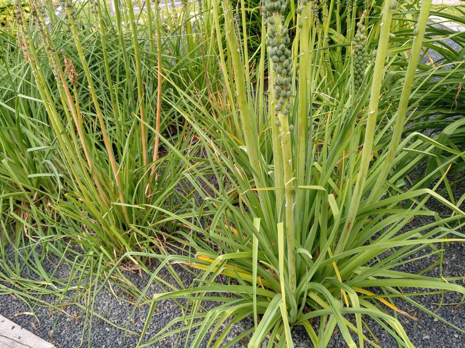 Lirio Antorcha-Tritoma-Kniphofia Uvaria – Para Mi Jardín