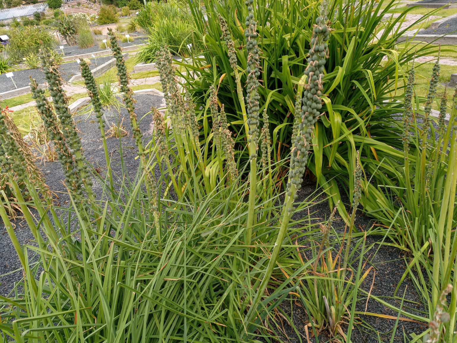 Lirio Antorcha-Tritoma-Kniphofia Uvaria – Para Mi Jardín