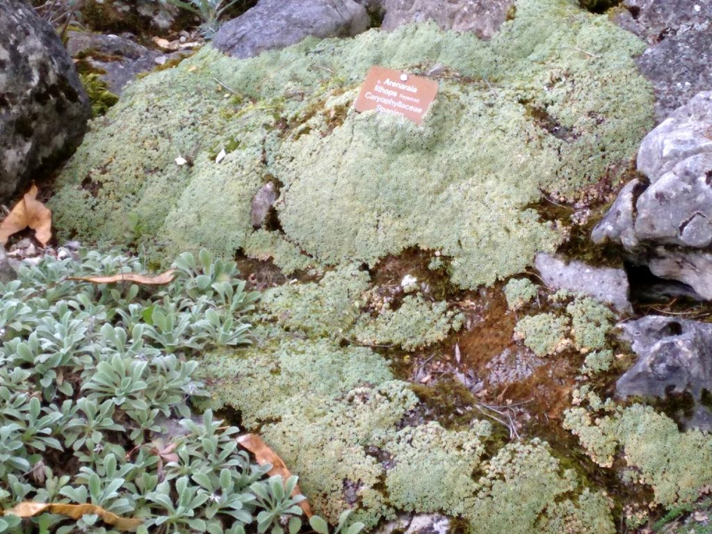 Arenaria Lithops – Para Mi Jardín