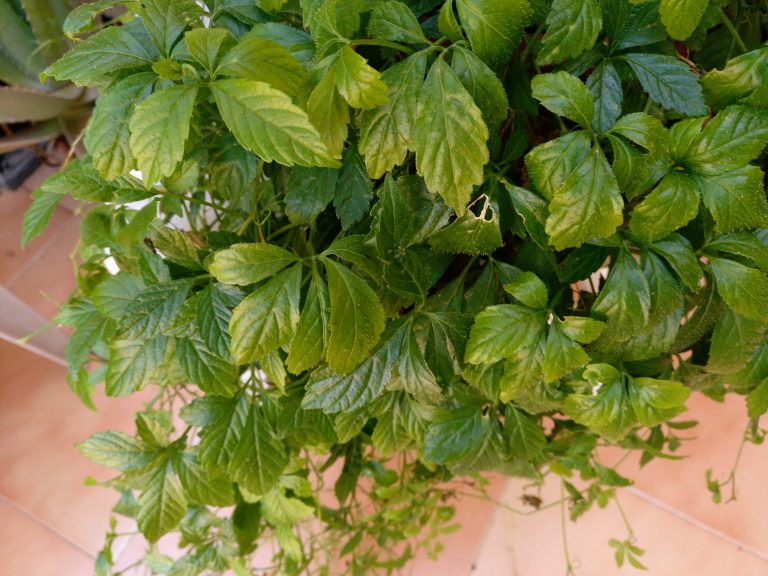 El Jiaogulan - La Hierba De La Inmortalidad. - Garden Catalunya Plants