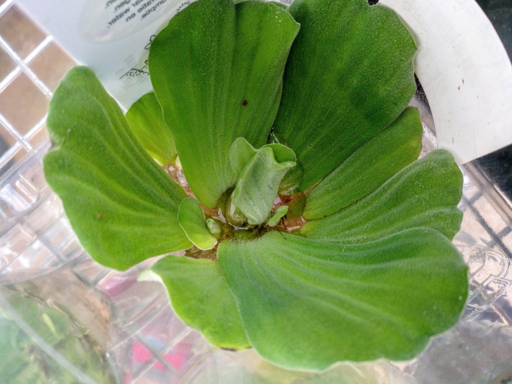 Lechuga de agua-Pistia Stratiotes – Para Mi Jardín