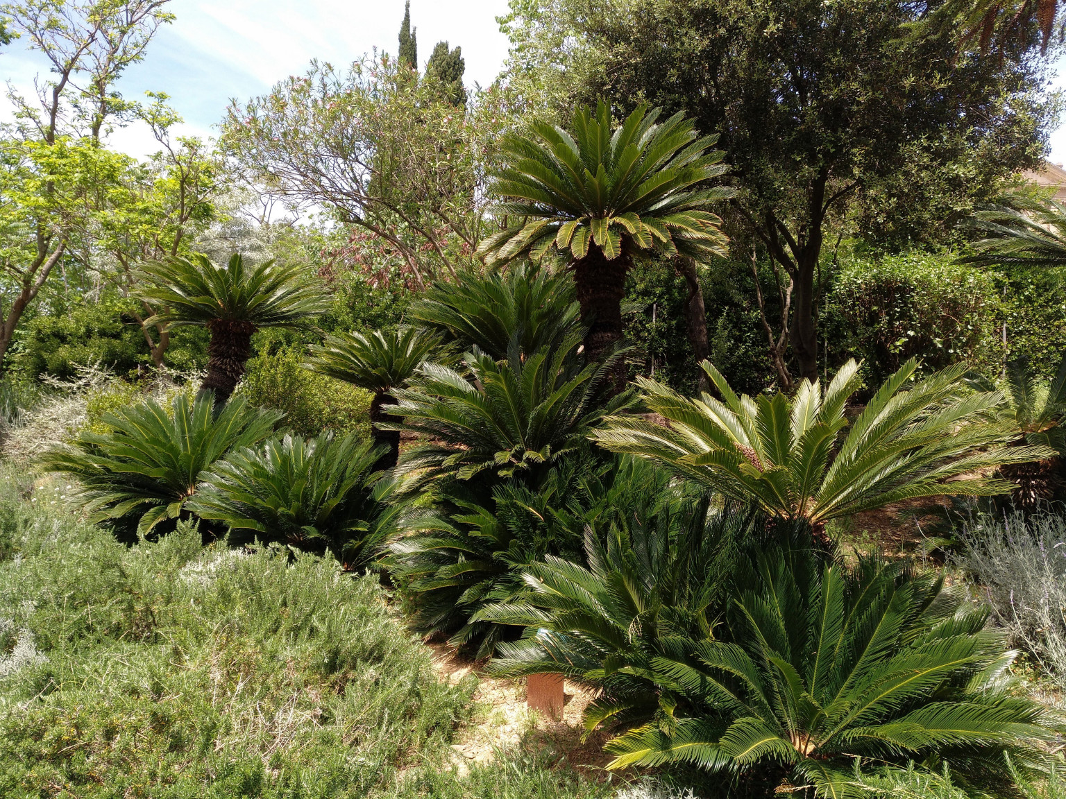 Sagú del Japón-Cyca revoluta – Para Mi Jardín