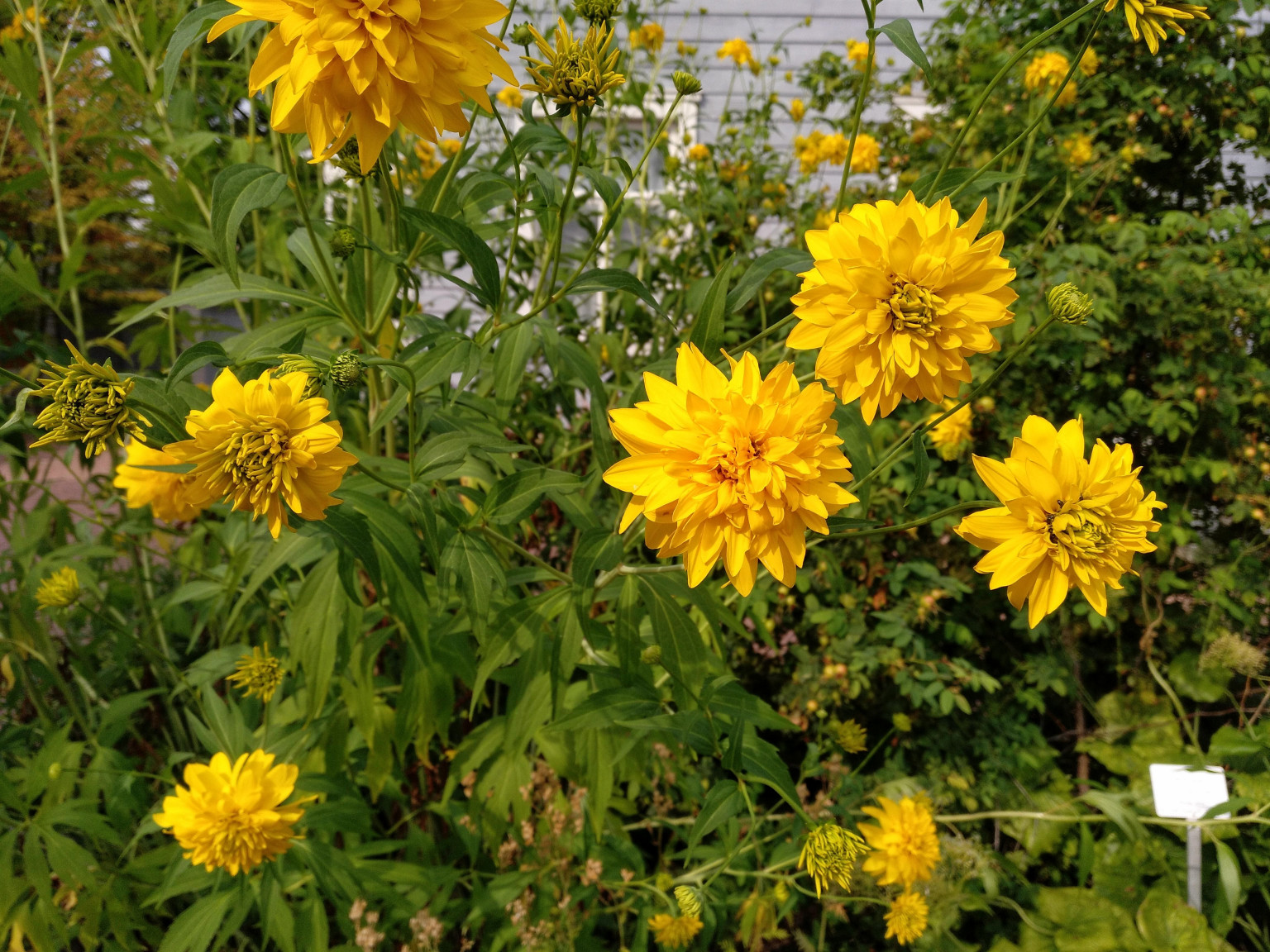 Rudbeckia Lanceolata Hortensia-Rudbeckia Laciniata Goldball – Para Mi