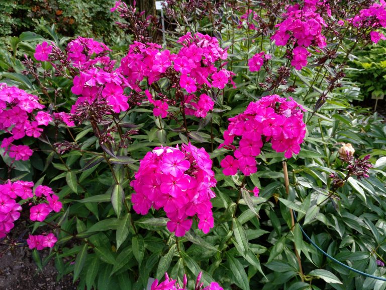 Phlox Paniculata Border Gem – Para Mi Jardín