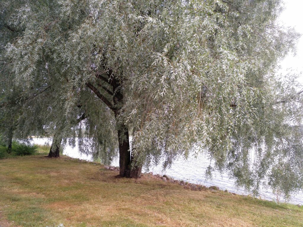 Sauce PlateadoSalix Alba Sericea «Sibirica» Para Mi Jardín