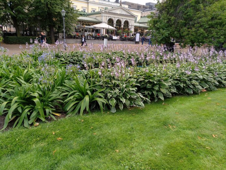 Hosta Fortunei Aureomarginata – Para Mi Jardín