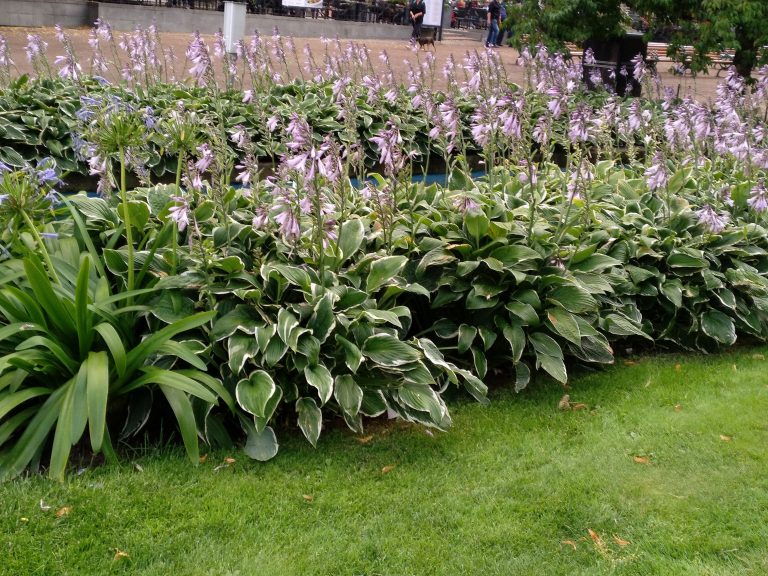 Hosta Fortunei Aureomarginata – Para Mi Jardín