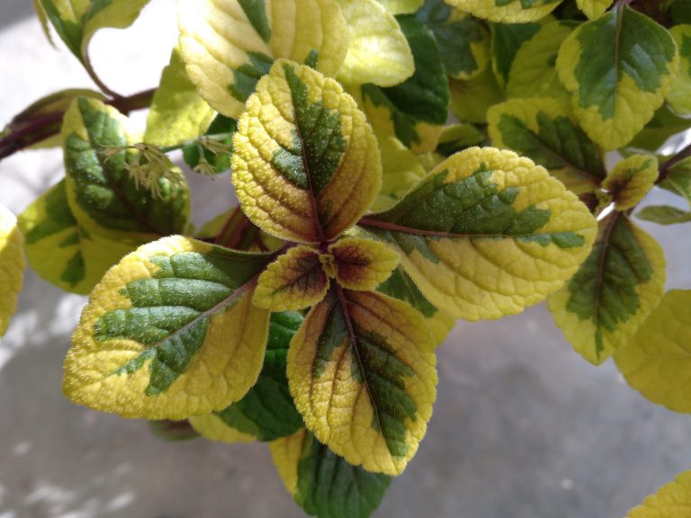 Plectatum Ciliatus GoldPlectranthus Ciliatus Gold Para Mi Jard??n