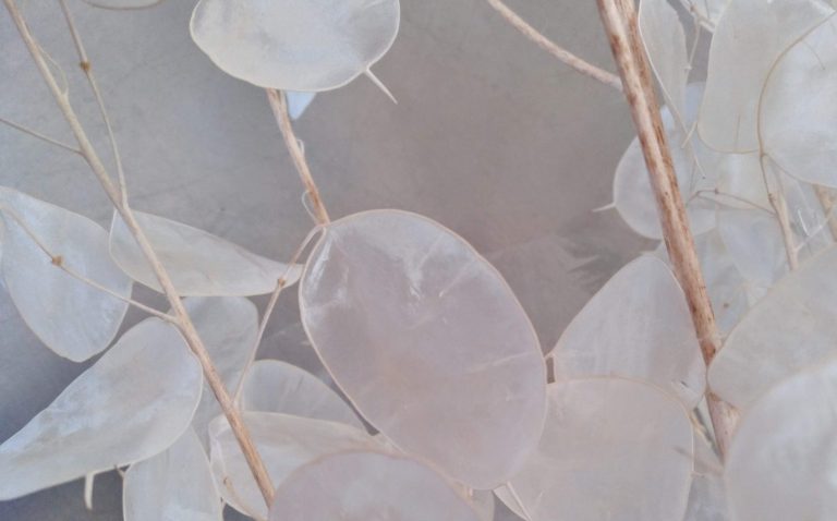 Flor de Plata-Planta de las Monedas-Monedas de Papa-Monedas de Judas