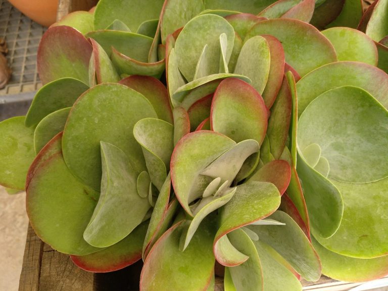 Kalanchoe Thyrsiflora – Para Mi Jardín