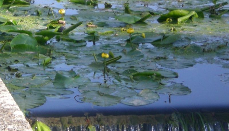 Nenufar Amarillo-Lirio Amarillo de Estanque-Nuphar Lutea – Para Mi Jardín