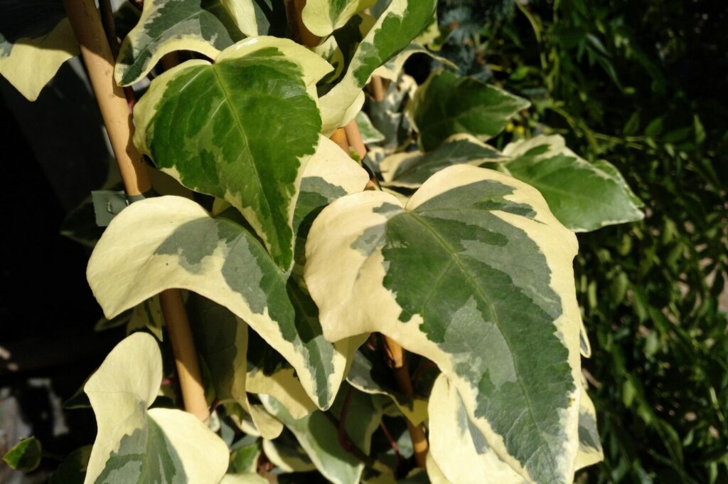 Hiedra Canariensis-Hedera Canariensis Glorie Marengo – Para Mi Jardín