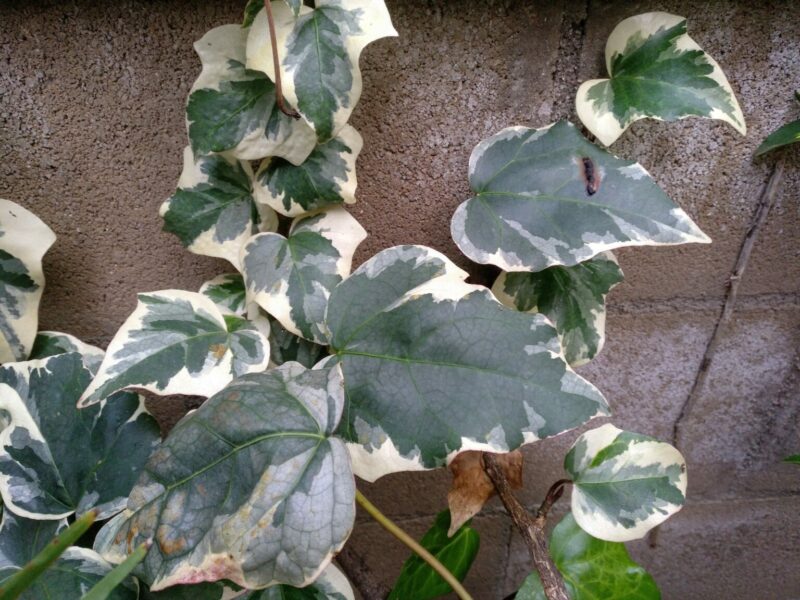 Hiedra Canariensis-Hedera Canariensis Glorie Marengo – Para Mi Jardín