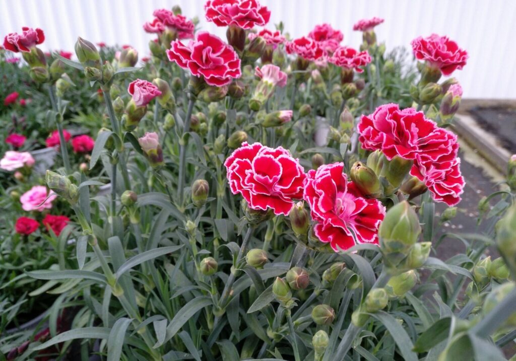 Clavel MondrianDianthus Caryophyllus Mondrian Para Mi Jardín